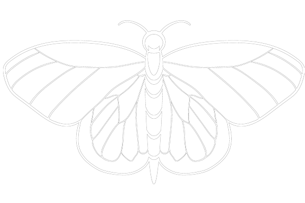 Melpomene_Moth_White_solo_600px